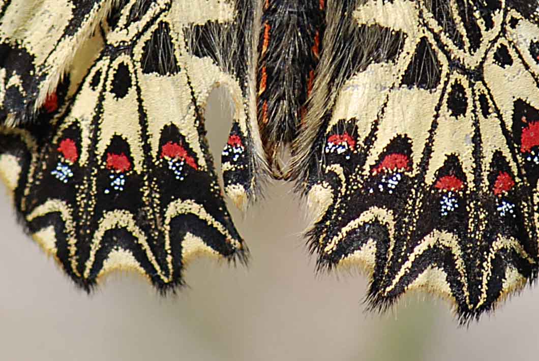 ancora su Zerynthia polyena e Zerynthia cassandra